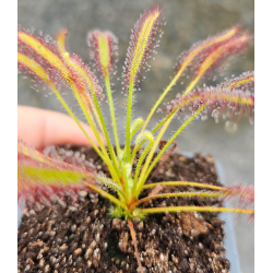 Drosera slackii-Drosera tropicaux et subtropicaux