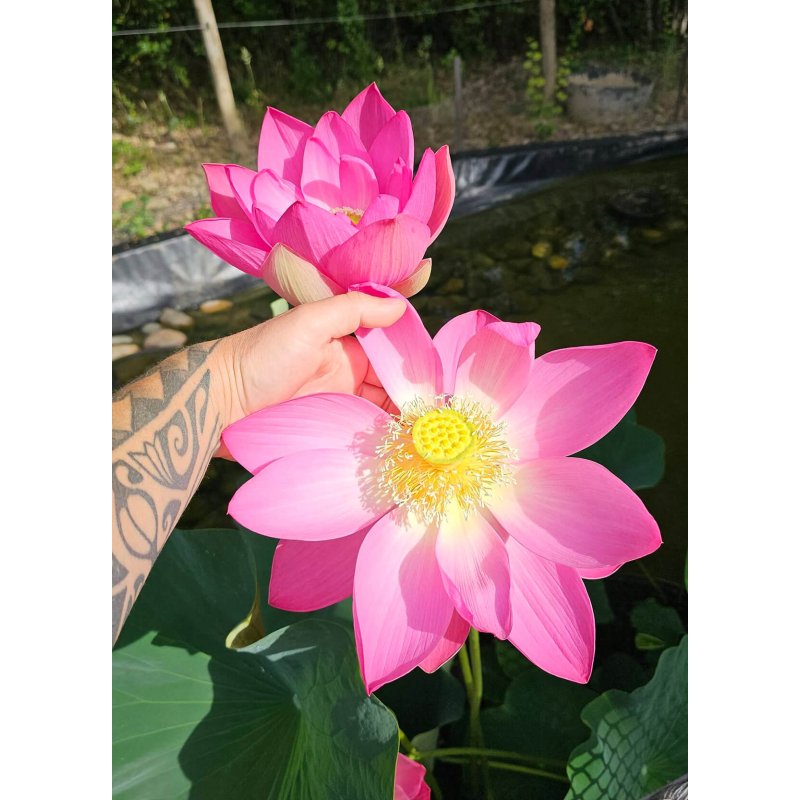 Lotus nelumbo 'first lady' seegrow-Autres plantes