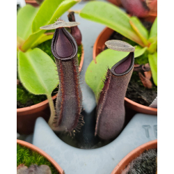 Nepenthes 'Midnight'-Nepenthes highland