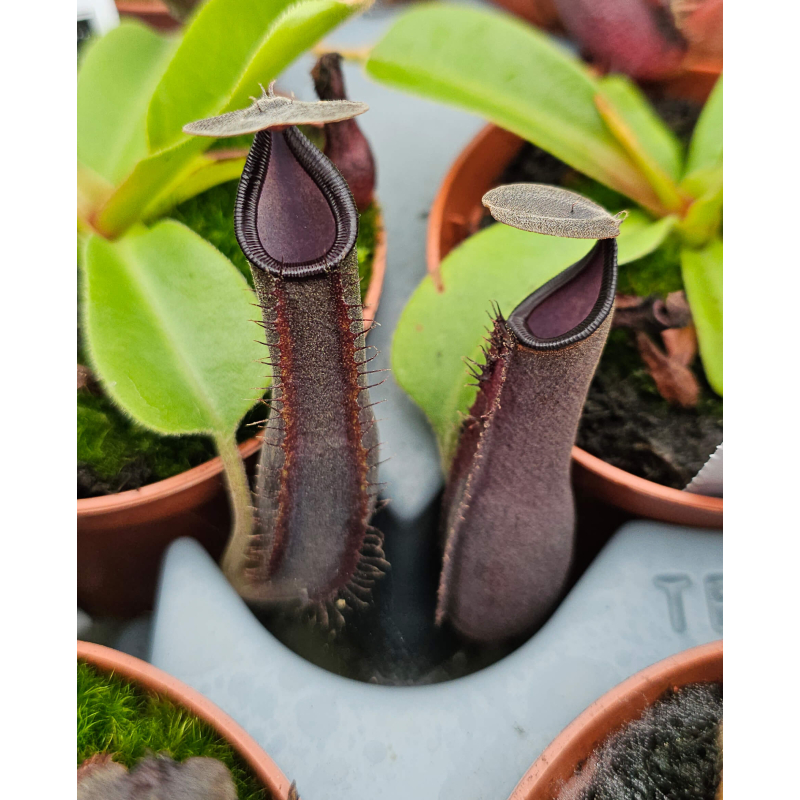 Nepenthes 'Midnight'-Nepenthes highland