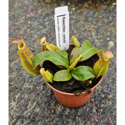 Nepenthes veitchii-Nepenthes highland