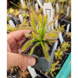 Drosera adelae f.geant-Drosera tropicaux et subtropicaux