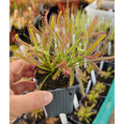 Drosera adelae f.geant-Drosera tropicaux et subtropicaux