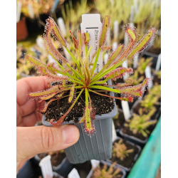 Drosera adelae f.geant-Drosera tropicaux et subtropicaux