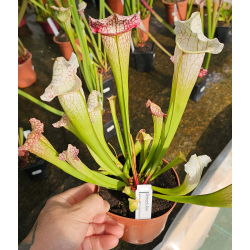 Sarracenia 'Dave'-Sarracenia hybrides
