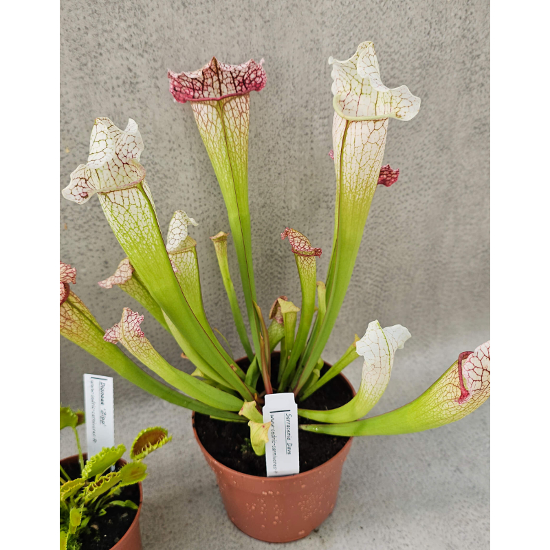 Sarracenia 'Dave'-Sarracenia hybrides