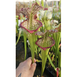 SXM01 S.x Moorei -- `Leah Wilkerson’ x SXM31 S.x Moorei -- `Adrian Slack’ cl8-Hybrides Cédric Carnivore's
