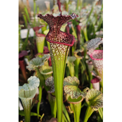 SL49b S. leucophylla -- Red/pink tube, Perdido, x SXM31 S. ' Adrian slack' cl4-Hybrides Cédric Carnivore's