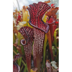 S. leucophylla -- Giant, pink lip-Sarracenia leucophylla
