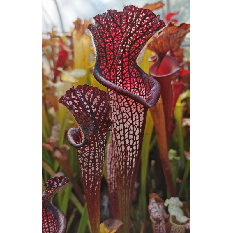 S. leucophylla -- 'Black Sheer' DG-Sarracenia leucophylla