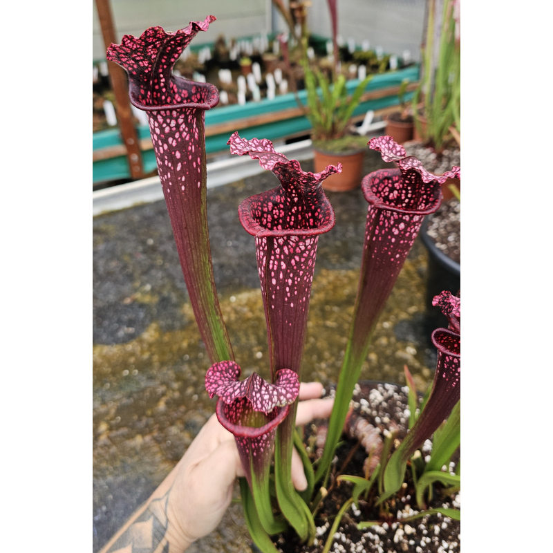 (Rudolf 2 x leucophylla Milton) x Inspiration - sx44y-Hybrides Cédric Carnivore's