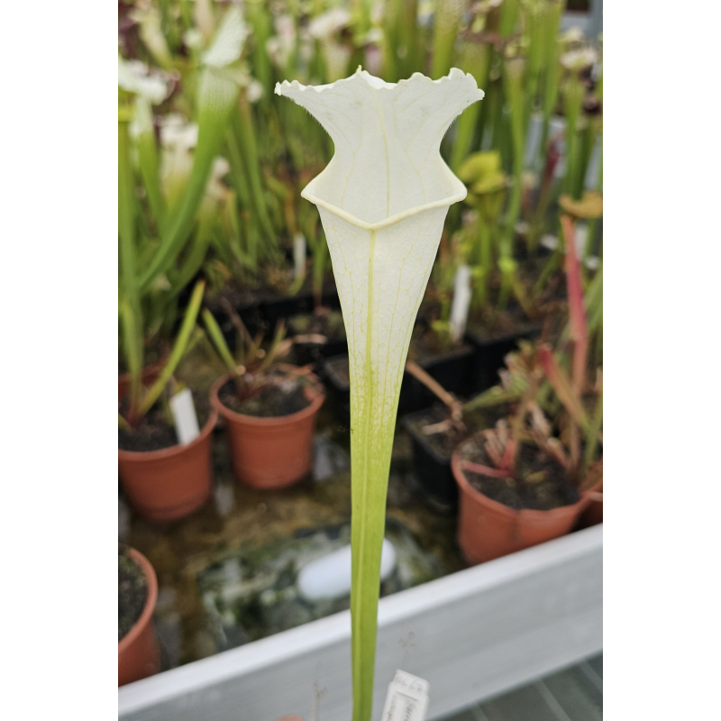 SL67 S. leucophylla -- White Top "GHOST"-Sarracenia leucophylla
