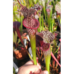 S. x `Mercury’ Sarracenia Nurseries, Chris Crowe, (H60,MK)-Sarracenia hybrides