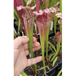 (SOP09 S.leucophylla -- Red x S.flava var. rubricorpora) x SL25 S. leucophylla -- pink lip, Appalachicola National Forest-Hybrides Cédric Carnivore's