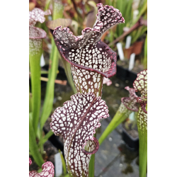 SFRB02 S. flava var. rubricorpora -- giant red tube,Apalachicola,W (f20 MK) x SL26 S. leucophylla -- red Tube,Perdido-Hybrides Cédric Carnivore's