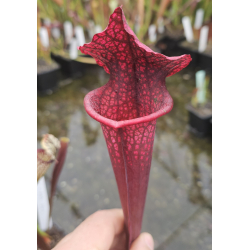 S. x 'Juthatip Soper' x S.x Moorei -- `Adrian Slack’ cl4-Hybrides Cédric Carnivore's