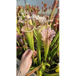 SL31 S. leucophylla -- 'Alba' very white tops x SL13 S. leucophylla -- large pink lipped,Apalachicola-Hybrides Cédric Carnivore's