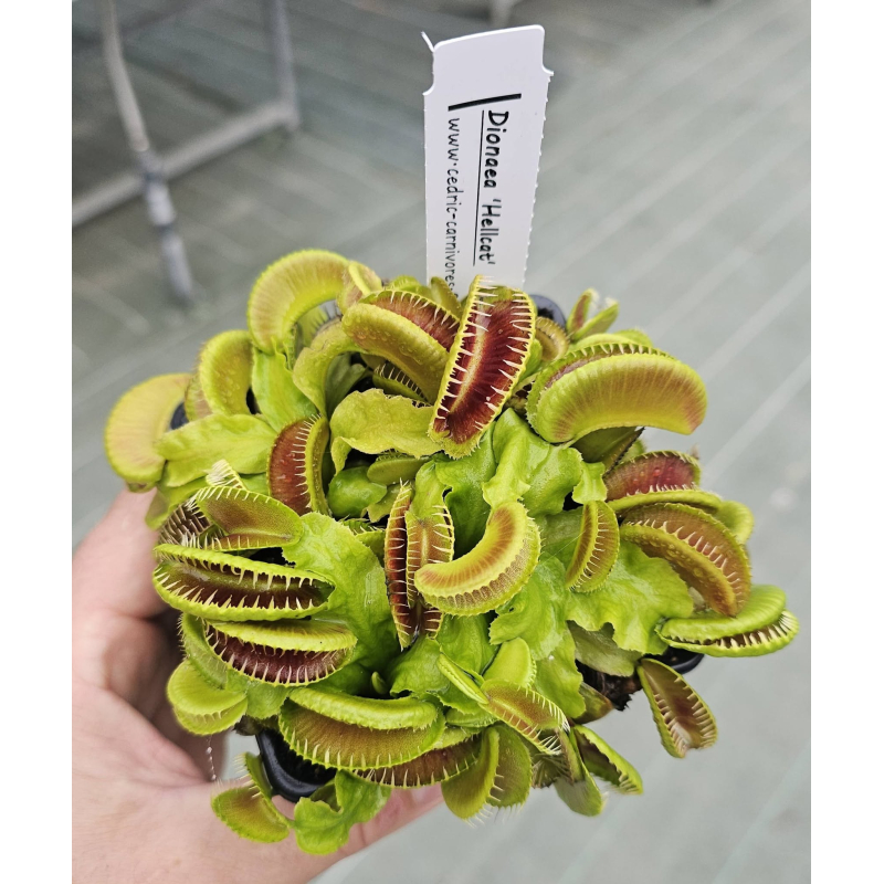 Dionaea 'hellcat'-Dionaea