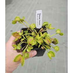 Dionaea 'damballa'-Dionaea