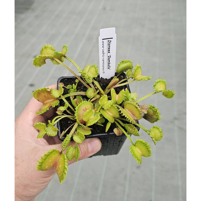 Dionaea 'damballa'-Dionaea