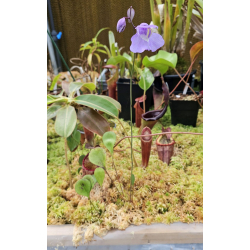 Utricularia humboldtii-Utriculaire