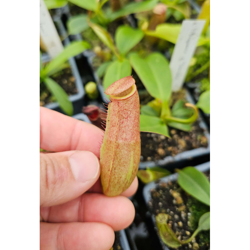 Nepenthes sibuyanensis x truncata seedgrow-Nepenthes d'altitude