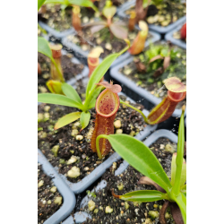 Nepenthes Spathulata x  (Singalana x diatas) seedgrow-Nepenthes d'altitude