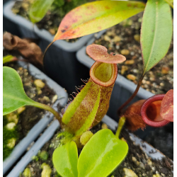Nepenthes robcantleyi x (Nepenthes spathulata x spectabilis) seedgrow-Nepenthes highland