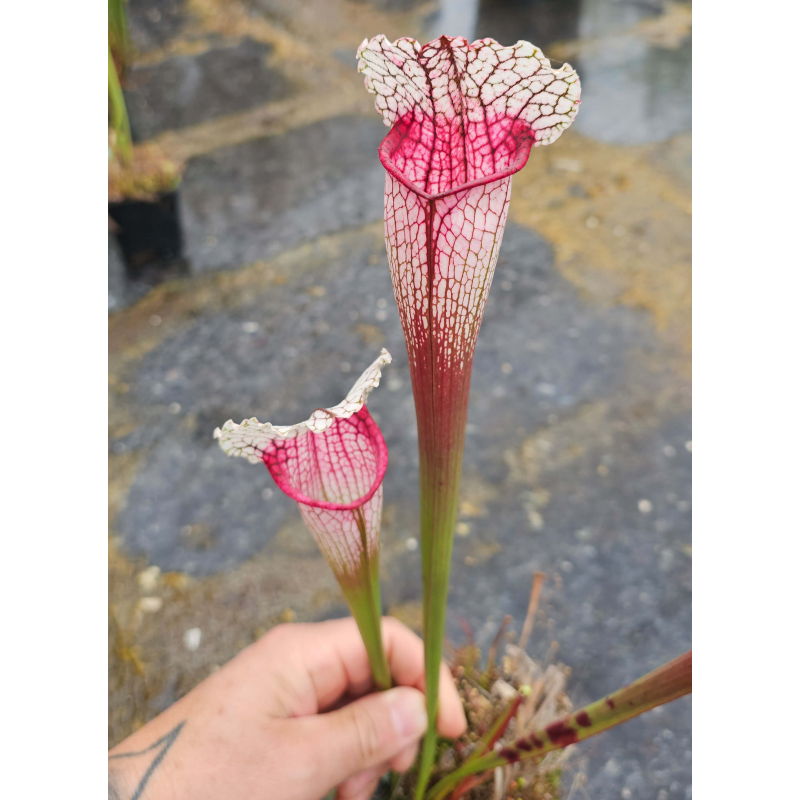SX128 S. "Pink Thing" x  SX77b S. "Pink Eye"-Hybrides Cédric Carnivore's
