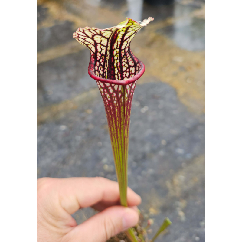 SO06 S. oreophila x Inspiration-Hybrides Cédric Carnivore's