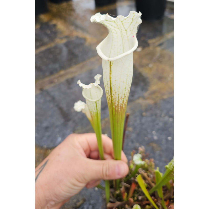 SL31 S. leucophylla -- 'Alba' very white tops x SL13 S. leucophylla -- large pink lipped,Apalachicola-Hybrides Cédric Carnivore's