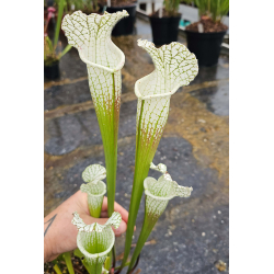 SL31 S. leucophylla -- 'Alba' very white tops x SL13 S. leucophylla -- large pink lipped,Apalachicola-Hybrides Cédric Carnivore's