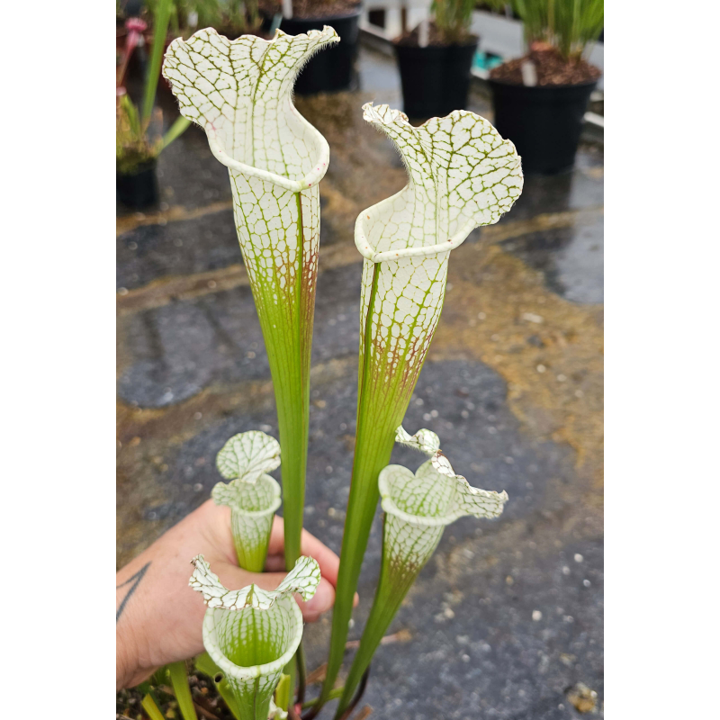 SL31 S. leucophylla -- 'Alba' very white tops x SL13 S. leucophylla -- large pink lipped,Apalachicola-Hybrides Cédric Carnivore's