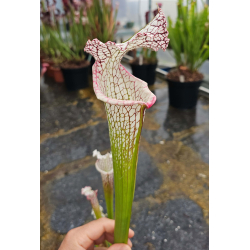 (S 'Helen Mary' x S. leucophylla -- red Tube,Perdido) x leucophylla Santa Rosa Co. L78MK-Hybrides Cédric Carnivore's