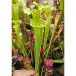 S. 'Everest'-Hybrides Cédric Carnivore's