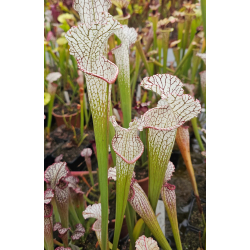 SX128 S. "Pink Thing" x  SX77b S. "Pink Eye"-Hybrides Cédric Carnivore's