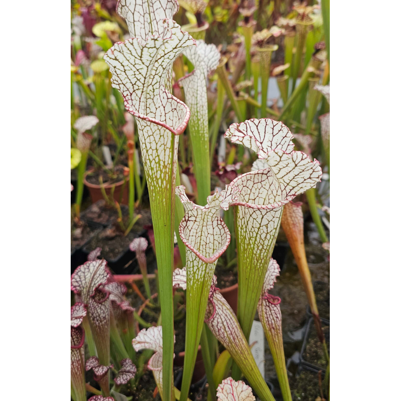 SL60 S. leucophylla -- whiting field x SX128 Sarracenia 'Pink Thing'-Hybrides Cédric Carnivore's