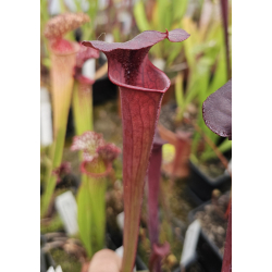 Sarracenia flava var. rubricorpora x S.flava var. ornata -- Joe Mazrimas cross (aidan SF81)-Miscellaneous