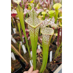 SOP05 S.'Wilkerson’s White Knight” op x sarracenia 'Grape Mystique"-Hybrides Cédric Carnivore's