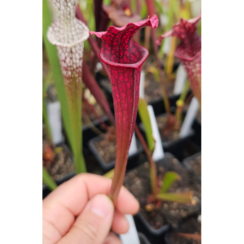 SFA05 S. flava var. atropurpurea x SL12 S. leucophylla --alba-Hybrides Cédric Carnivore's