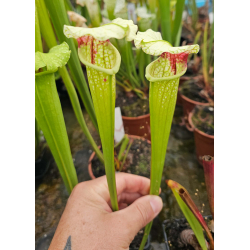 (SX65a S. (S.alata x S.leucophylla) x S.x moorei -- 'Leah Wilkerson') x SXM61 S.x Moorei -- “Timothy King”-Hybrides Cédric Carnivore's