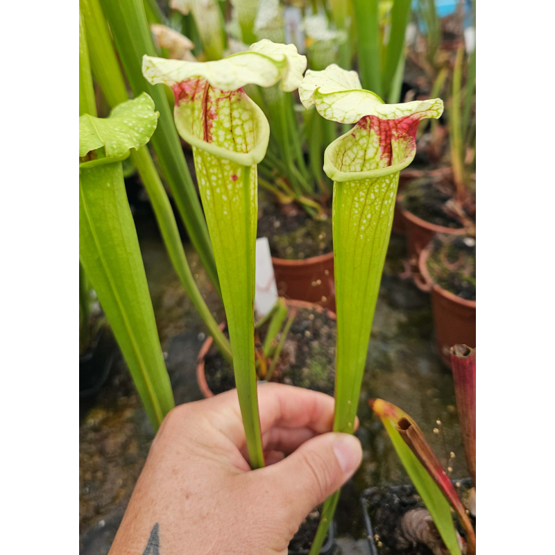 (SX65a S. (S.alata x S.leucophylla) x S.x moorei -- 'Leah Wilkerson') x SXM61 S.x Moorei -- “Timothy King”-Hybrides Cédric Carnivore's
