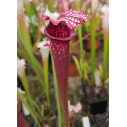 (SOP09 S.leucophylla -- Red x S.flava var. rubricorpora) x SL25 S. leucophylla -- pink lip, Appalachicola National Forest-Hybrides Cédric Carnivore's