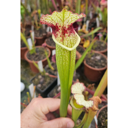 SL27 S. leucophylla -- pouty Lip x SL79 S. leucophylla “Bocaza” CL3-Hybrides Cédric Carnivore's