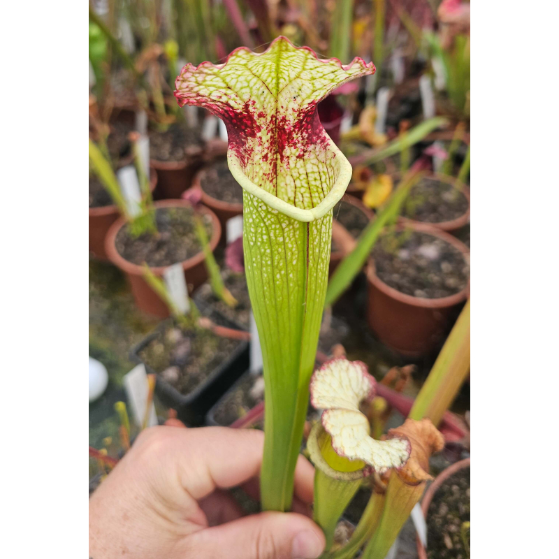 SX102 S.x areolata giant x (S. leah Wilkerson x leah Wilkerson)-Hybrides Cédric Carnivore's
