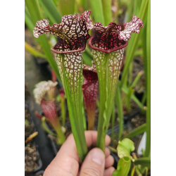 SOP05 S.'Wilkerson’s White Knight” op x sarracenia 'Grape Mystique"-Hybrides Cédric Carnivore's