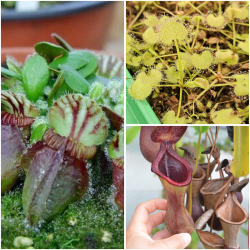 Nepenthes palawanensis LinLin x edwardsiana T1 (gxEB24)-Our current offers
