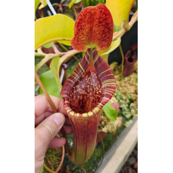 Nepenthes lowii x veitchii black-Nepenthes d'altitude