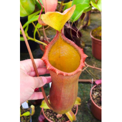 (N.ventricosa x sibuyanensis) x Trusmadiensis ‘EP’)-Nepenthes d'altitude