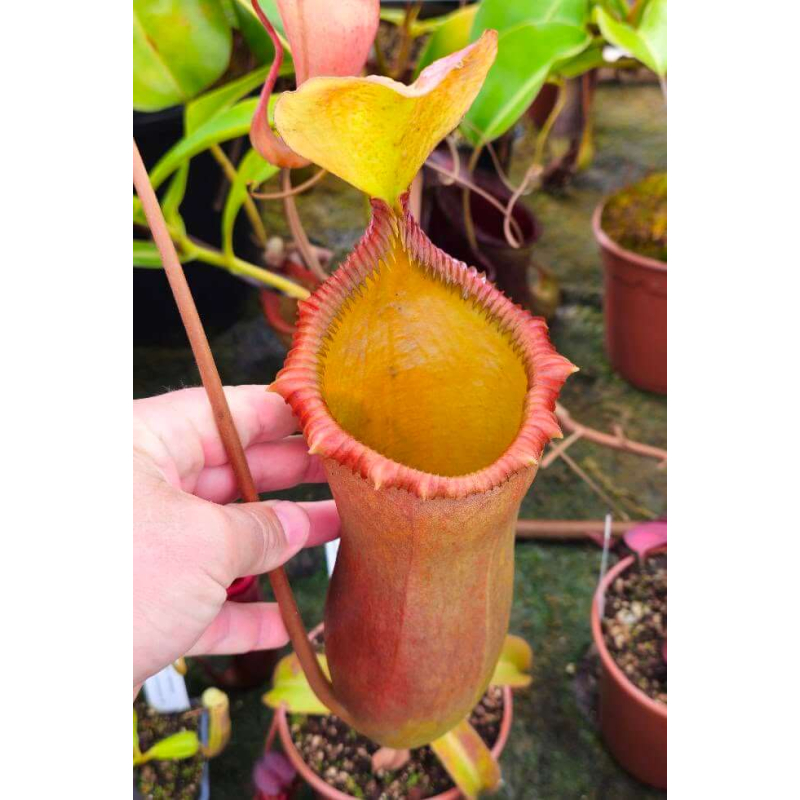 (N.ventricosa x sibuyanensis) x Trusmadiensis ‘EP’)-Nepenthes d'altitude